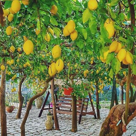 Il Limoneto Degli Angeli Minori Exterior foto
