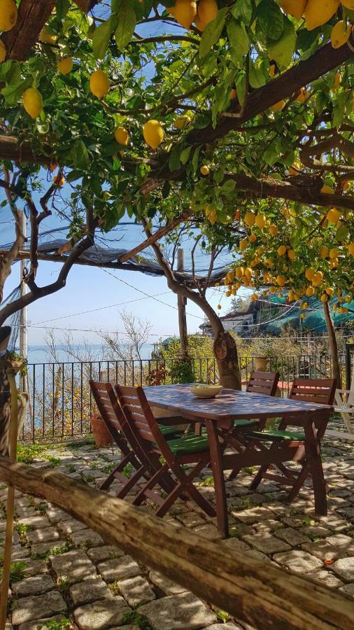 Il Limoneto Degli Angeli Minori Exterior foto
