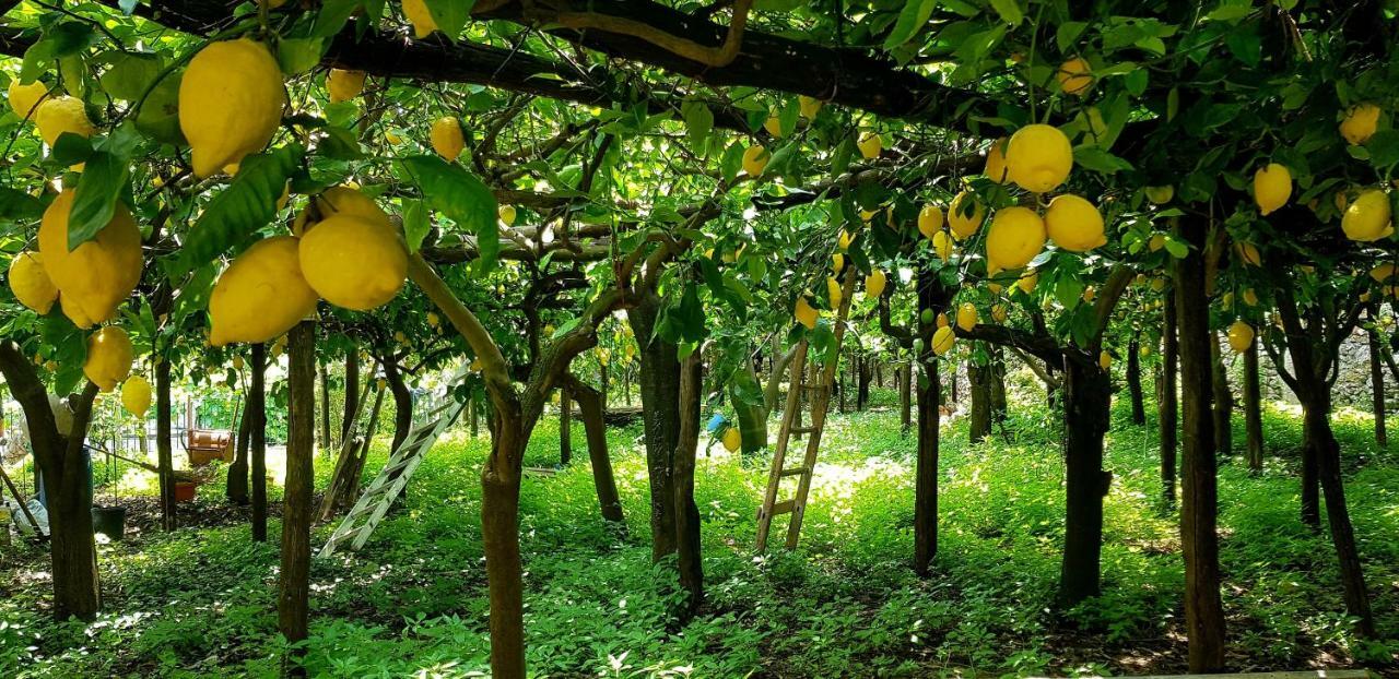 Il Limoneto Degli Angeli Minori Exterior foto