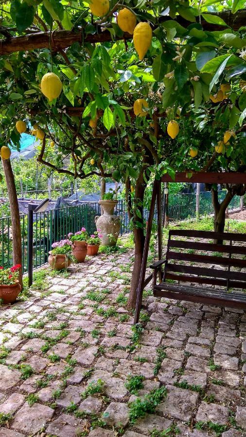 Il Limoneto Degli Angeli Minori Exterior foto